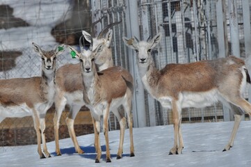 Animals - traditionally (since Aristotle) distinguished category of organisms, currently considered as a biological kingdom. Animals are the main object of study of zoology.