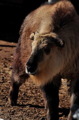 Obraz premium Animals - traditionally (since Aristotle) distinguished category of organisms, currently considered as a biological kingdom. Animals are the main object of study of zoology.