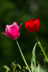 Tulips in the garden. Tulips in the spring.