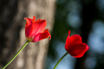 Tulips in the garden. Tulips in the spring.