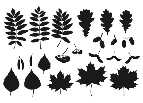 Set with silhouette leaves, berries and acorns. Hand drawn autumn vector illustration.