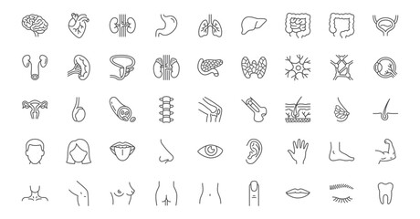 Internal organs line icons set. Brain heart, kidneys, stomach lungs, liver, intestines, adrenal gland, neuron, spleen, knee joint vector illustration. Outline signs about anatomy. Editable Stroke - 568730591