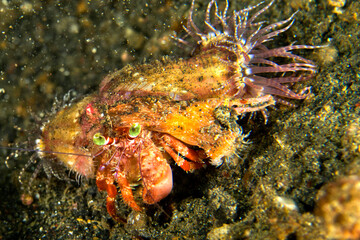 Anemone Hermit Crab, Dardanus pedunculatus, Left-handed Hermit Crab, Lembeh, North Sulawesi, Indonesia, Asia