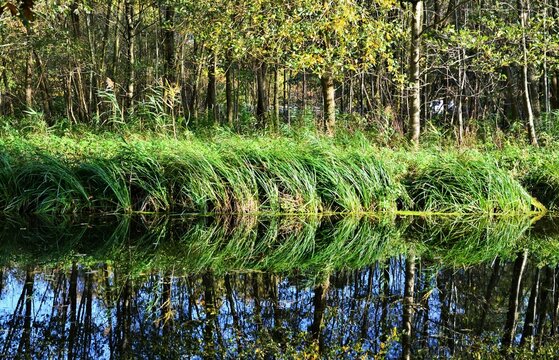 Gr&auml;ser am Wasser