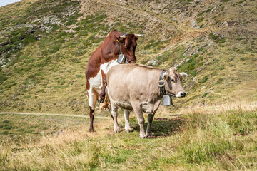 Fototapeta na wymiar Zwei Kühe haben Sex. Kühe pflanzen sich fort. Kühe in den Bergen. Kuhglocke