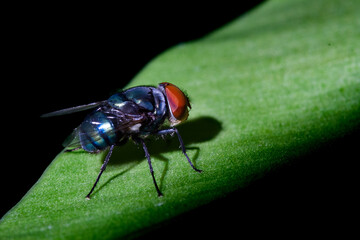 House fly, Fly, Green fly on leaf