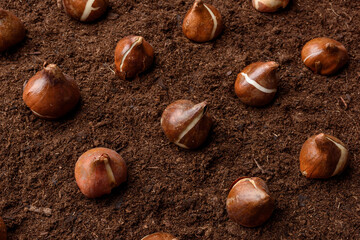 Tulip bulbs close up background. Tulips planting and gardening still life concept.