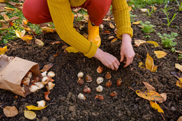 Woman planting tulip bulbs in a flower bed during a beautiful sunny autumn afternoon. Growing tulips. Fall gardening jobs background.