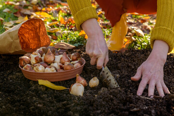 Woman planting tulip bulbs in a flower bed during a beautiful sunny autumn afternoon. Growing tulips. Fall gardening jobs background. - Powered by Adobe