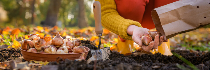 Woman planting tulip bulbs in a flower bed during a beautiful sunny autumn afternoon. Growing...