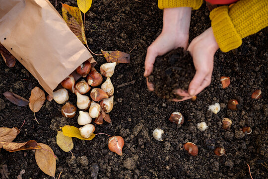 Woman planting tulip bulbs in a flower bed during a beautiful sunny autumn afternoon. Growing tulips. Fall gardening jobs background. Top view.