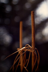Bamboo garden accessory
