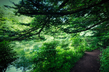 軽井沢の雲場池を一周できる遊歩道の夏の風景