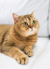A beautiful cat of the Scottish Straight breed looks away with surprised eyes, lying on the sofa. Close-up, soft focus.