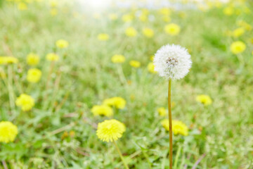 dandelion fluff-A dandelion blooming in a field on a bright spring day and a perfectly round dandelion fluff before it takes off. gentle spring image.
タンポポの綿毛、優しい春のイメージ。
