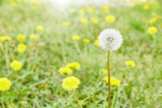 dandelion fluff-A dandelion blooming in a field on a bright spring day and a perfectly round dandelion fluff before it takes off. gentle spring image.
タンポポの綿毛、優しい春のイメージ。
