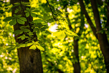 Chestnut leaves in sun rays.