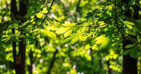 Chestnut leaves in sun rays.
