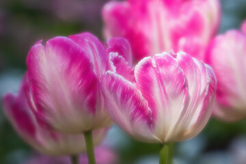 Pink tulips in pastel coral shades on a blurred background, close-up. Fresh spring flowers in the garden with soft sunlight.