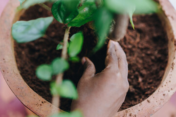 Close up of hand loosening soil in a pot, taking care of house plant to retain enough water