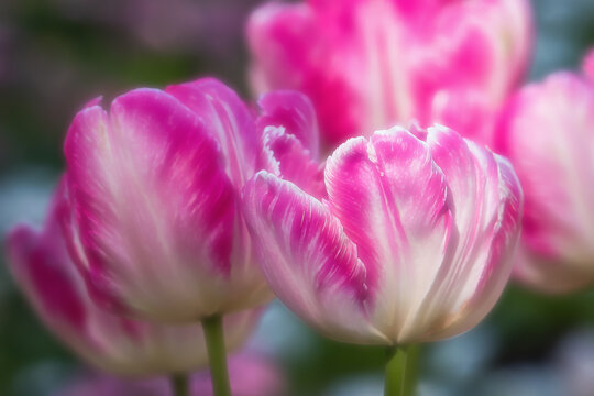Pink tulips in pastel coral shades on a blurred background, close-up. Fresh spring flowers in the garden with soft sunlight.