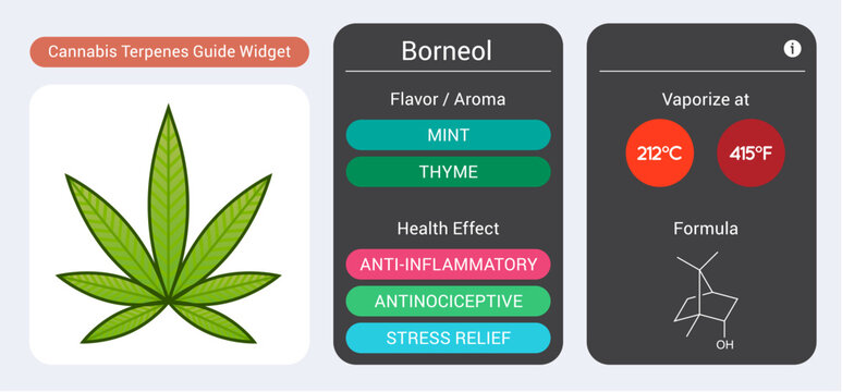 Cannabis Terpene Guide Information Chart. Aroma and Flavor with Health Benefits and Vaporize Temperature. Vector.
