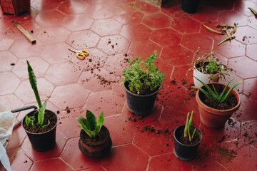 Green potted plants haphazardly kept on red floor, with copy space. Repotting, adding compost in...