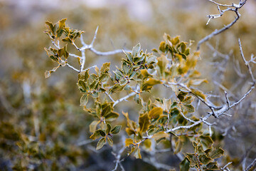 nice plant with green orange and brown leaves, with a lot of texture, detail and sharpness, in horitzontal