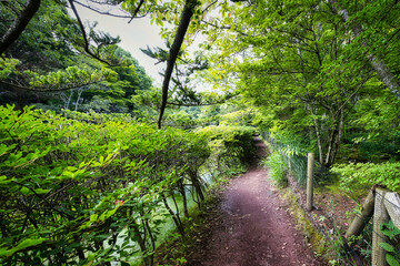 Fototapeta na wymiar 軽井沢の雲場池を一周できる遊歩道の夏の風景