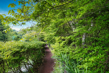 軽井沢の雲場池を一周できる遊歩道の夏の風景