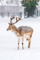 Naklejka na ściany i meble Fallow deer walking through snow in the local park during a snowstorm in the wintertime in Dordrecht in Holland, The Netherlands.