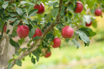 Apple tree branch with several fruits on a summer morning in the garden