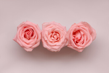 3 pink roses, close up, pink touch 