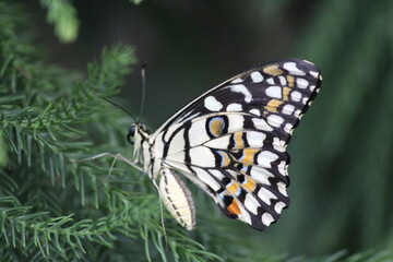 Butterfly on leaf