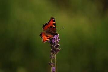 Butterfly © Paulina