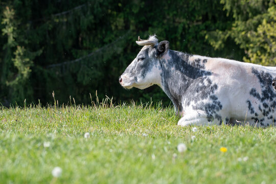 belgian white bleu cow in the meadow