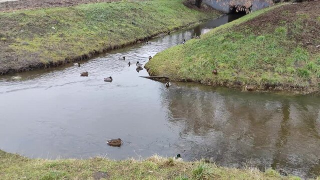 Ducks swim on the lake in the city park
