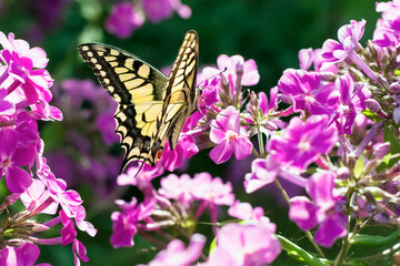 Naklejka na ściany i meble Spicebush Swallowtail butterfly (Papilion machaon ) feeding on blooming purple phlox outdoors in sunny day in summertime, butterfly close up on beautiful floral background