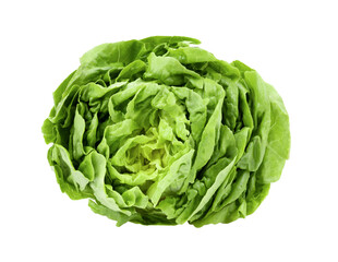 Fresh baby cos (lettuce) on transparent png