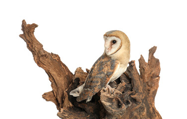 Beautiful common barn owl on tree against white background