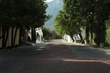 View of city street with road and lush trees