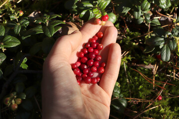Woman picking ripe red lingonberries outdoors, closeup