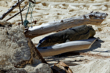 Die wundervolle tropische Welt von Borneo