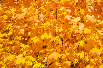Bright yellow maple tree. Leaves in autumn. Natural background.
