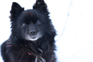 a dog that lives on the street in a booth. Black small dog, dog on a chain