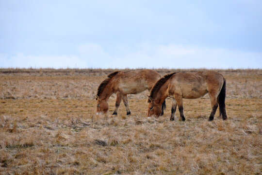Przewalski's horse on a spring pasture. Horse rescue program, restoration of the steppe in the D&iacute;vč&iacute; hrady locality, Czech Republic. Rare and endangered wild horse. originally native in Central Asia.