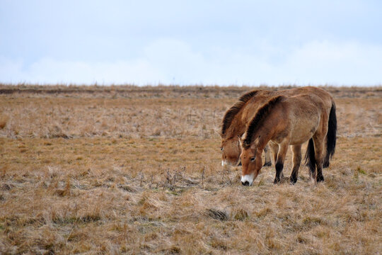 Przewalski's horse on a spring pasture. Horse rescue program, restoration of the steppe in the D&iacute;vč&iacute; hrady locality, Czech Republic. Rare and endangered wild horse. originally native in Central Asia.