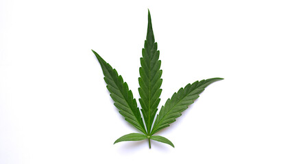 Green leaf of marijuana on white background isolated closeup