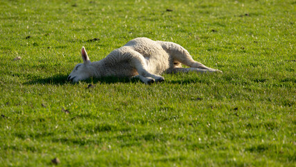 Lamb sleeping in field © Edward Lee