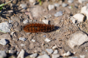 Ruby tiger caterpillar. Insect close-up in natural environment. Phragmatobia fuliginosa.
